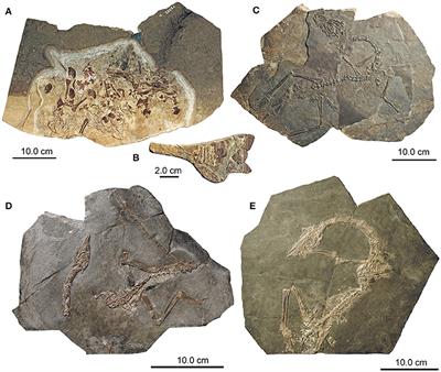 Osteology of a New Specimen of Macrocnemus aff. M. fuyuanensis (Archosauromorpha, Protorosauria) from the Middle Triassic of Europe: Potential Implications for Species Recognition and Paleogeography of Tanystropheid Protorosaurs